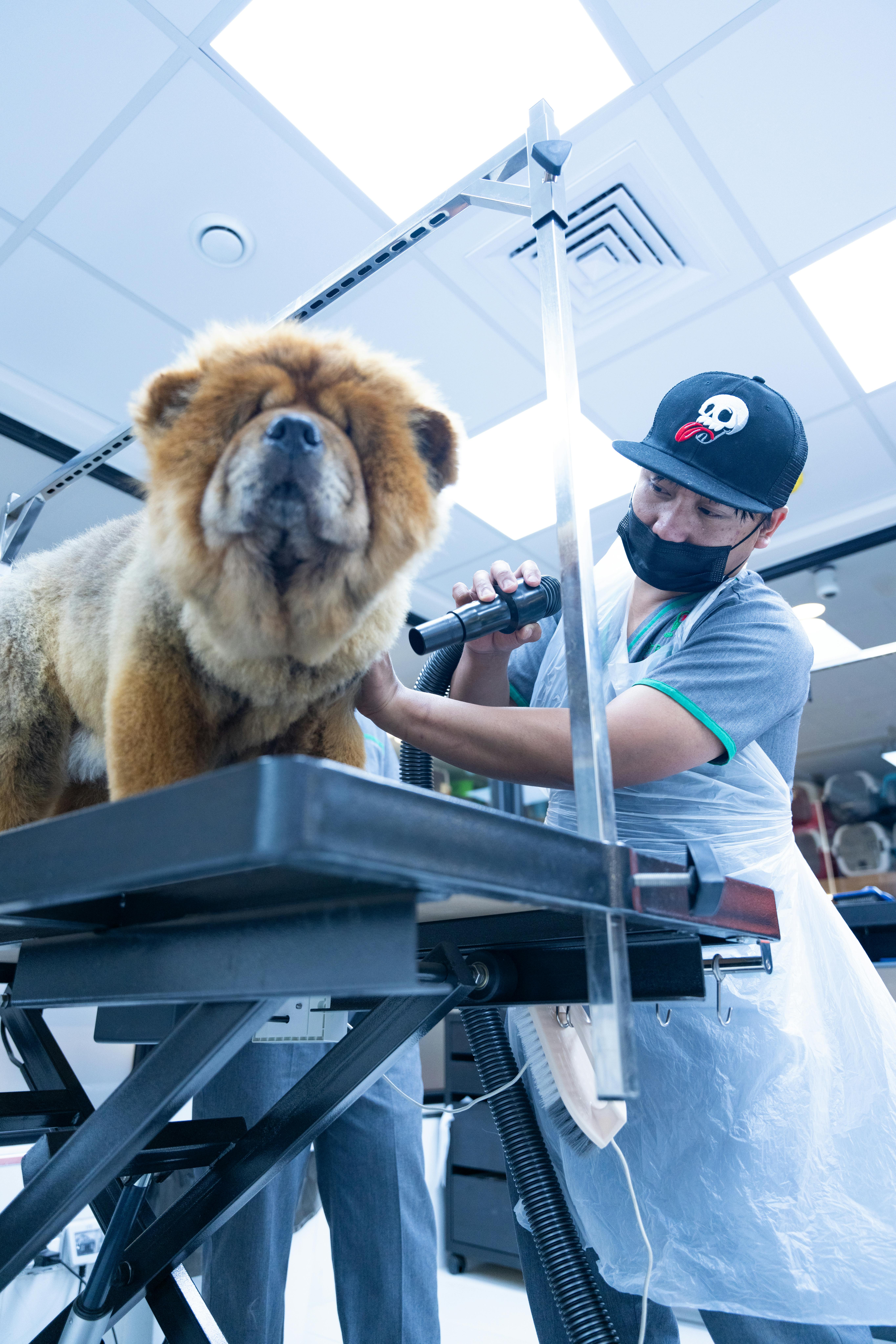 Happy golden retriever being groomed by a professional groomer