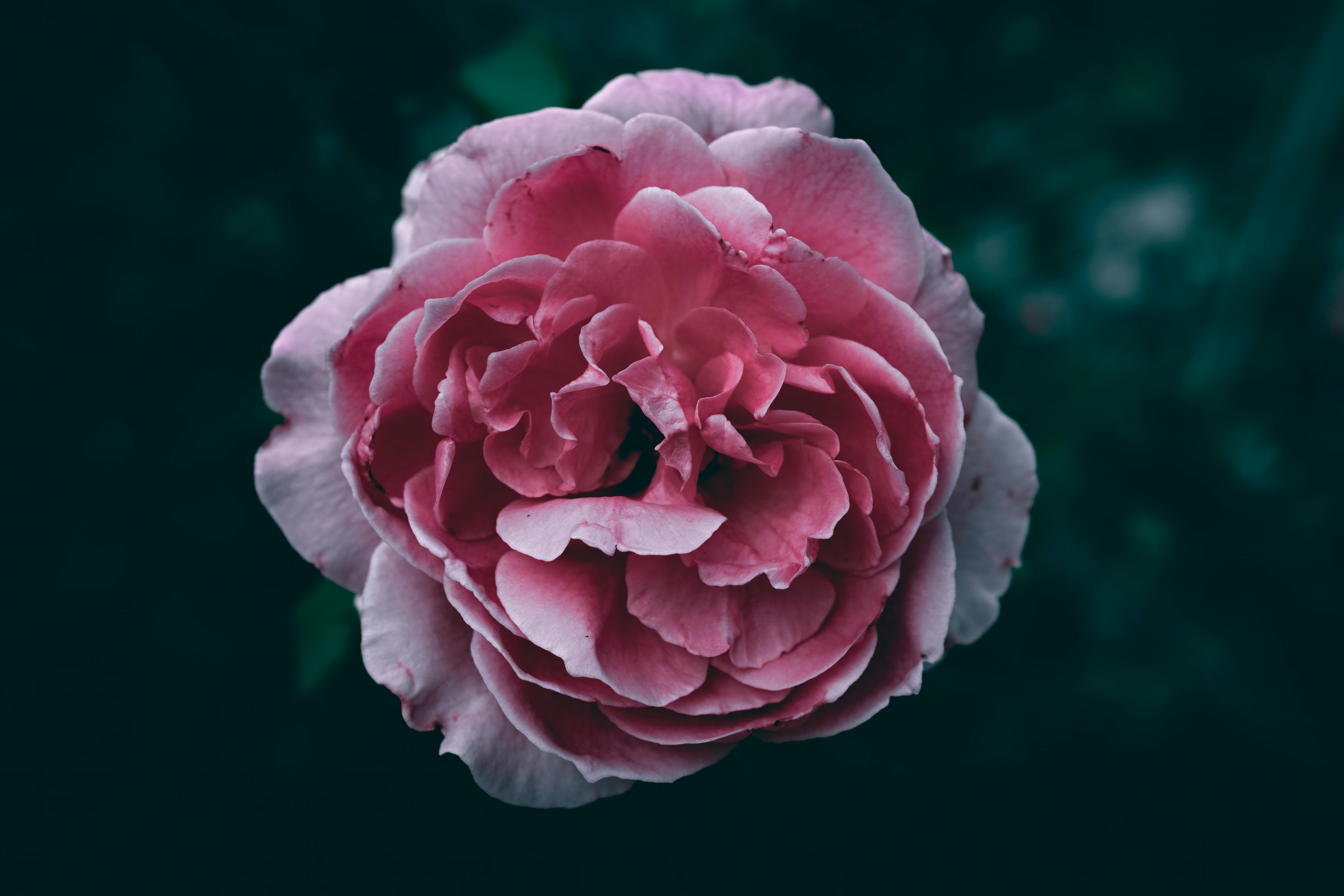 Elegant floral arrangement with garden roses and eucalyptus