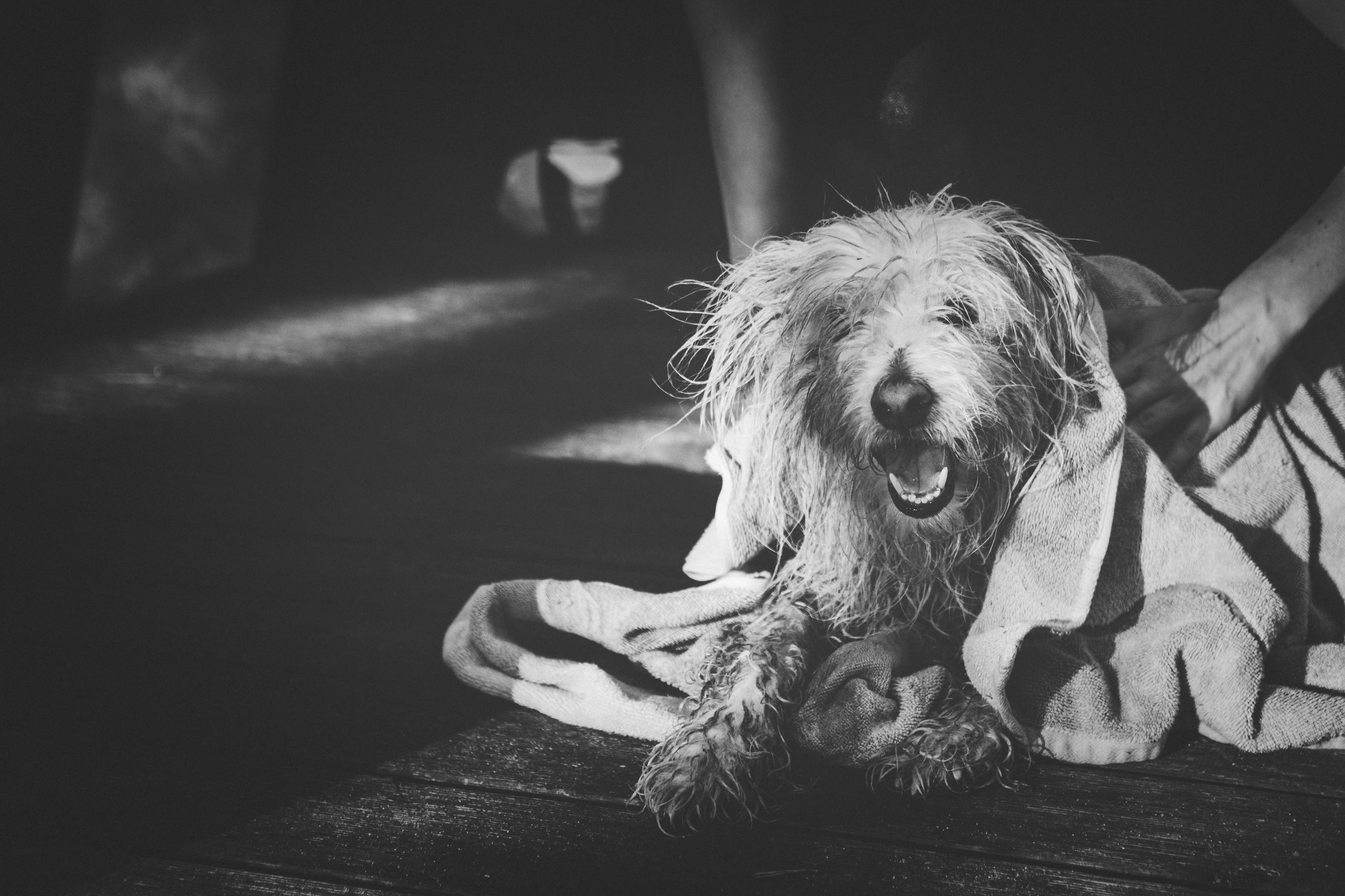 Small dog being carefully groomed