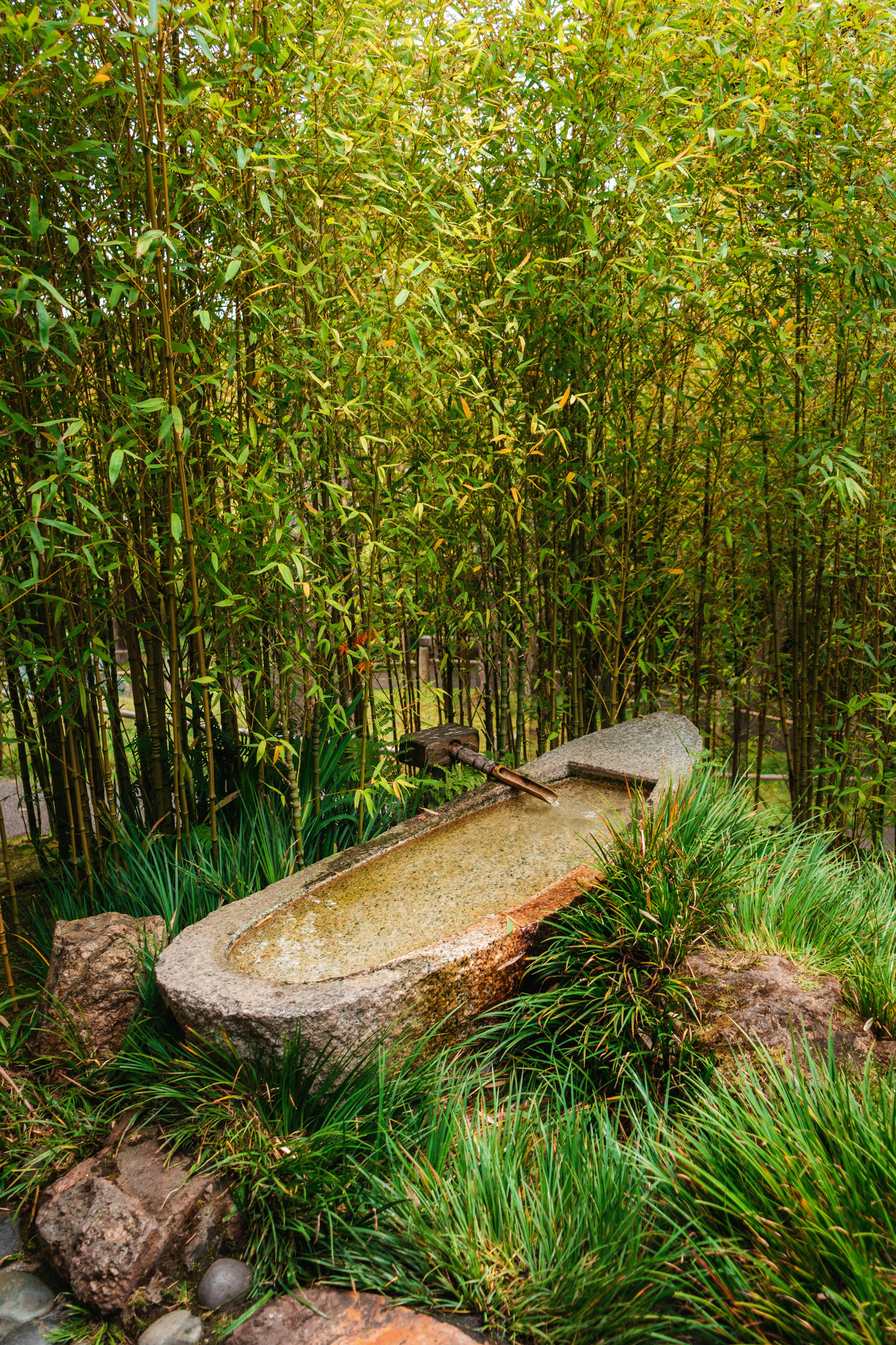 Stone water basin in a bamboo garden — the studio's outdoor meditation alcove
