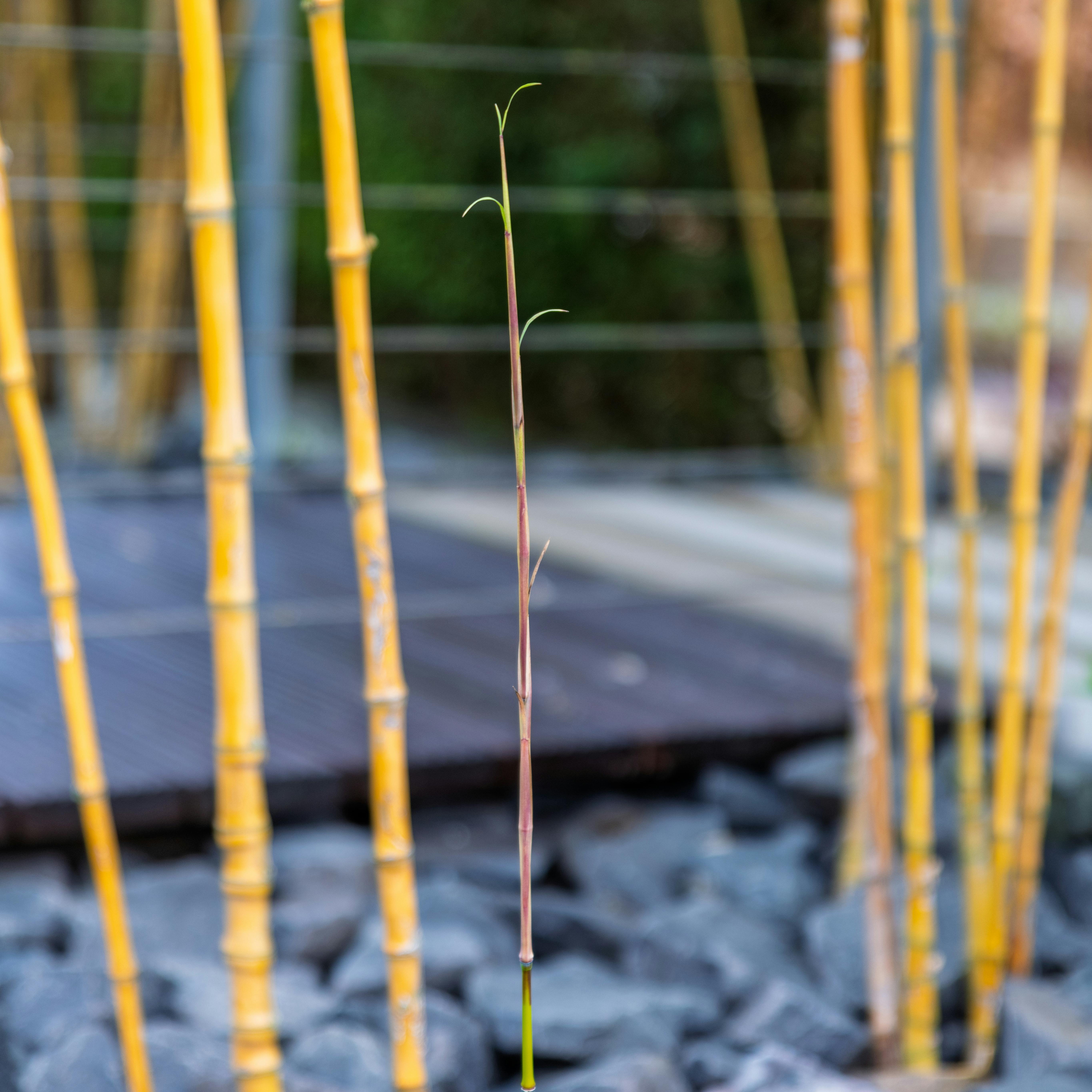 Bamboo grove evoking the calm of a movement practice
