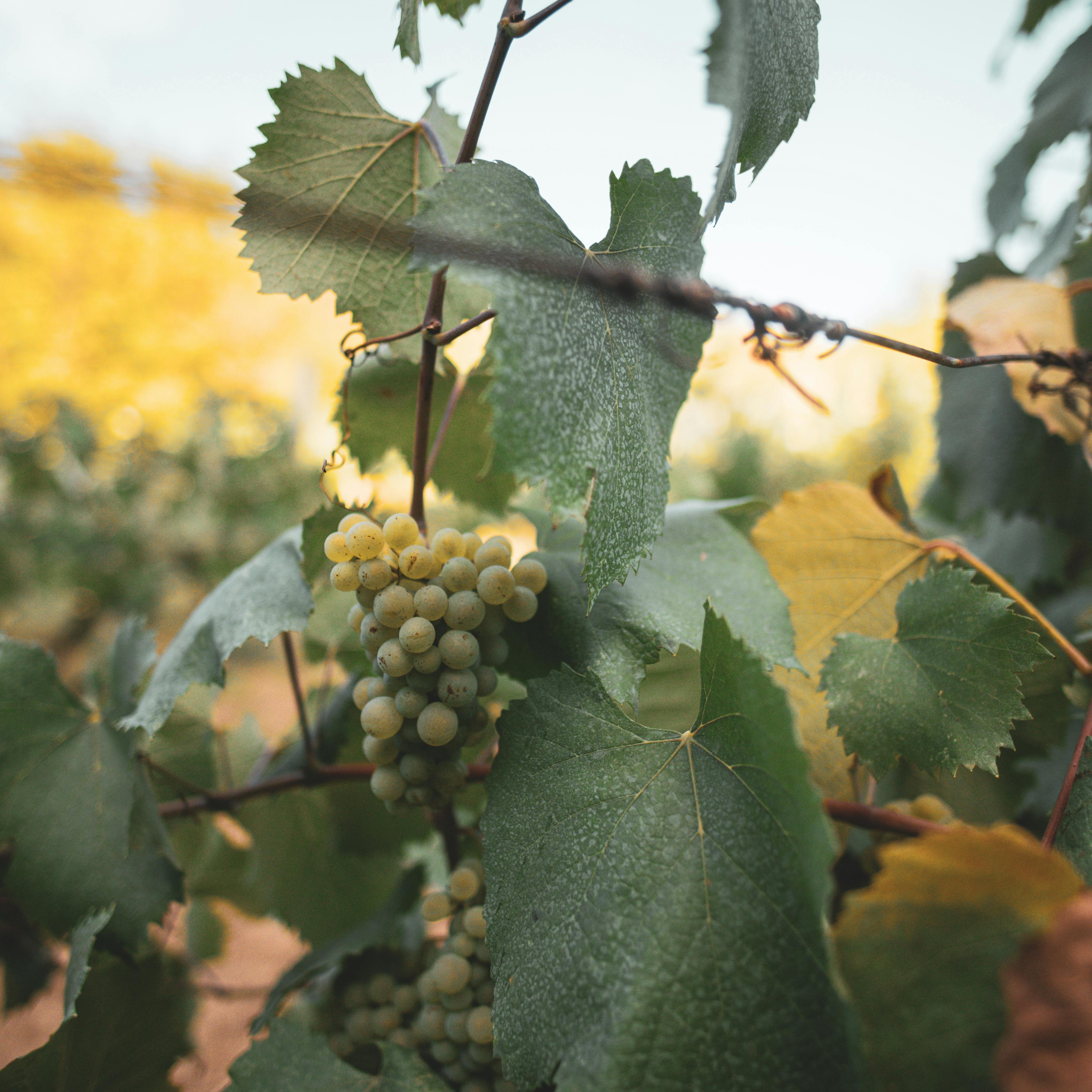 Late-harvest grapes still on the vine — backlit by autumn sun