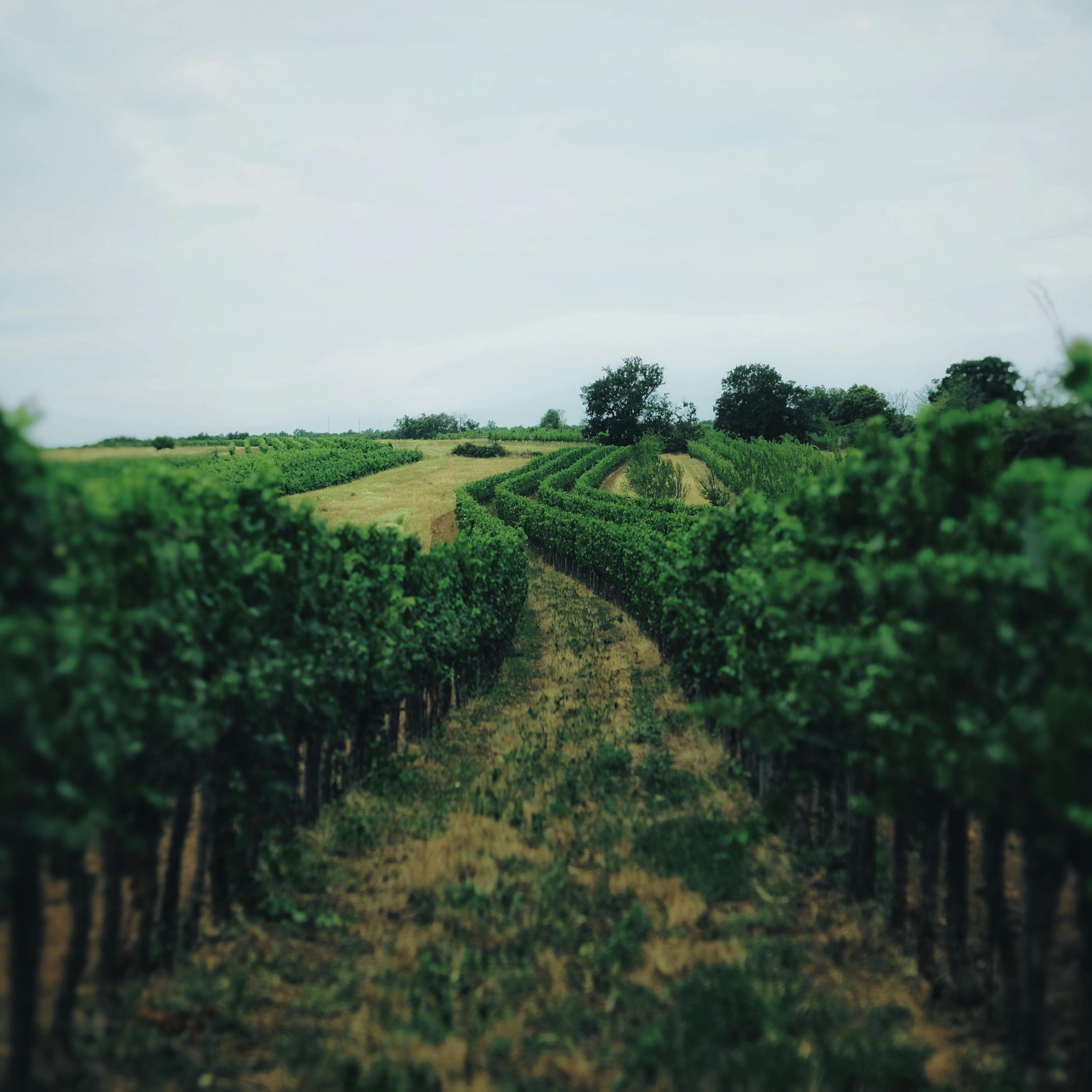 The vineyard rows that feed the list — Western Slope, first light, end of harvest