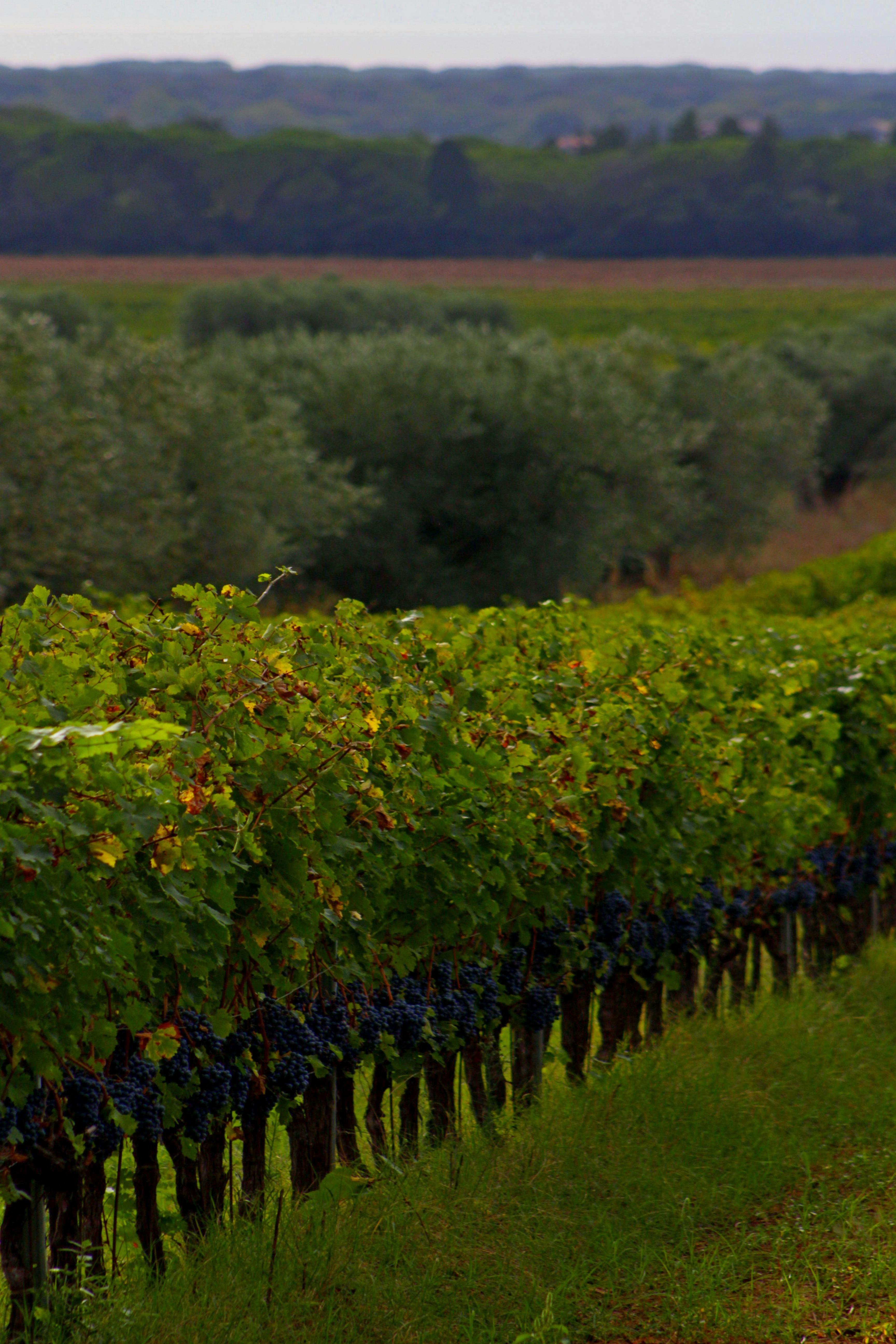 Vineyard rows at sunset with Grand Mesa